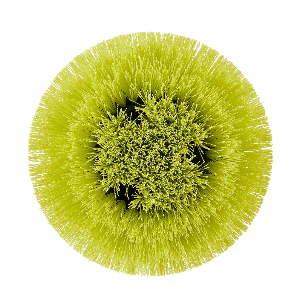 Medium Bristle Round Brush